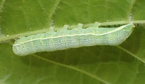 Réf. 256 767 : Orthosia incerta